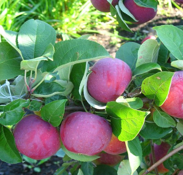 Яблоня домашняя 'Орлик'